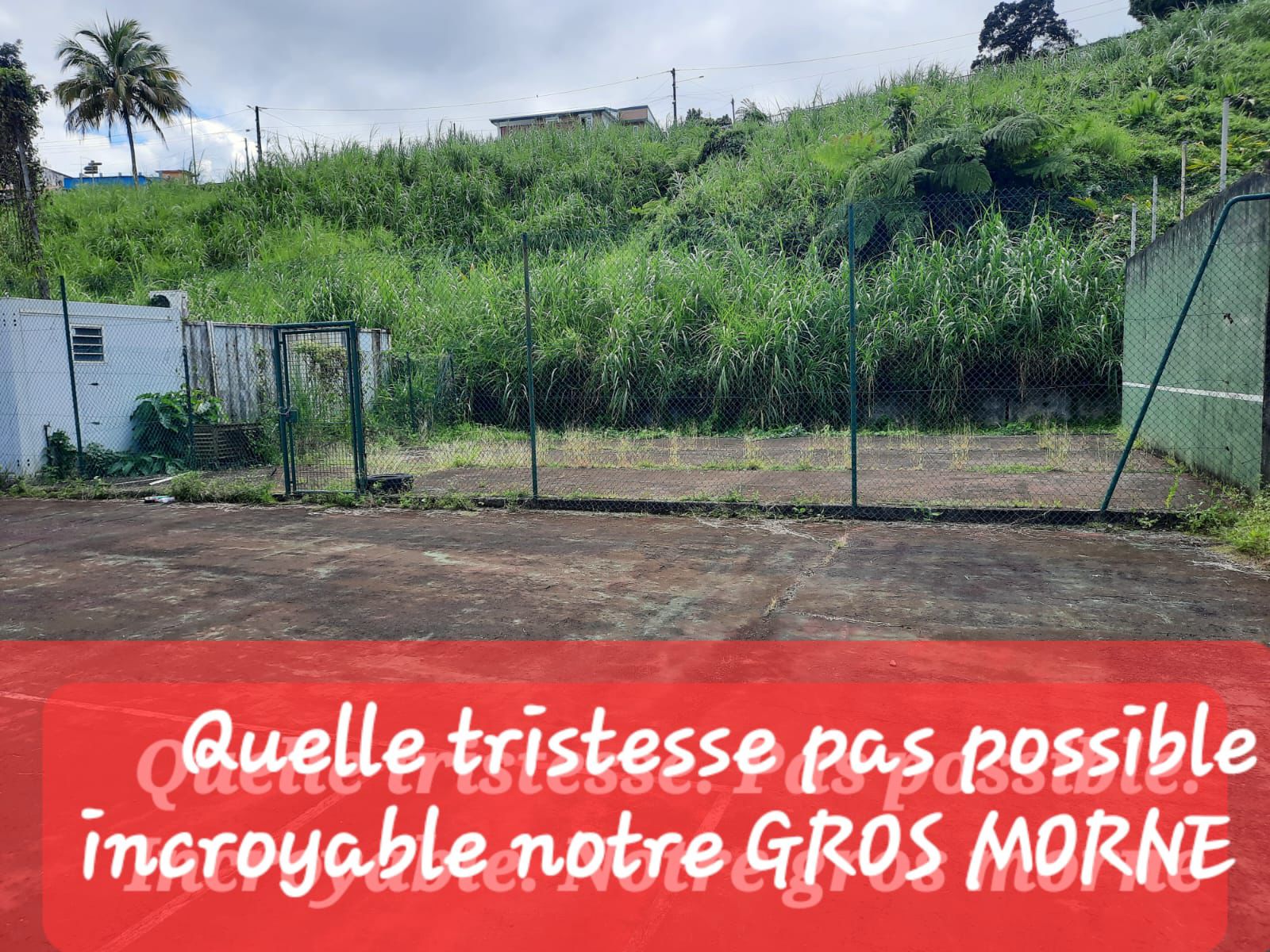 Herbes folles envahissantes